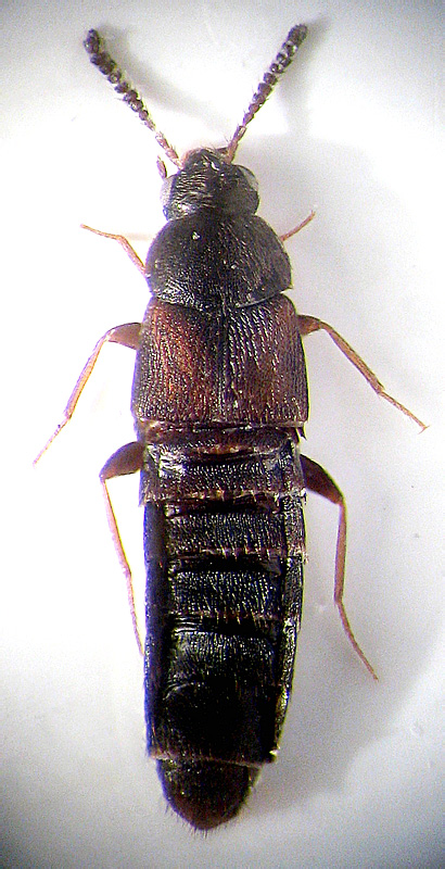 Placusa tachyporoides (Waltl, 1838)</b> - det. .. 