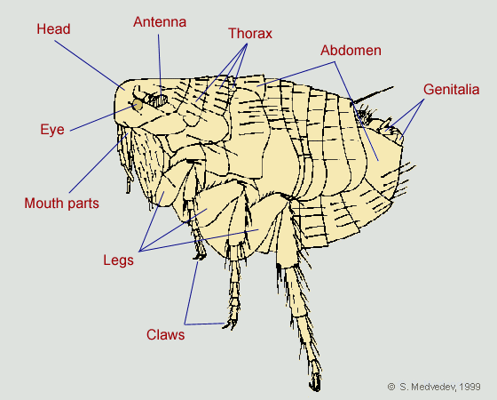 Flea - parts of body
