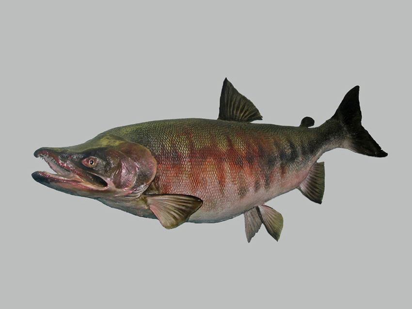 Кидуч. Кета рыба. Кета рыба Дальневосточная. Тихоокеанский лосось кета. Выглядит рыба кета.