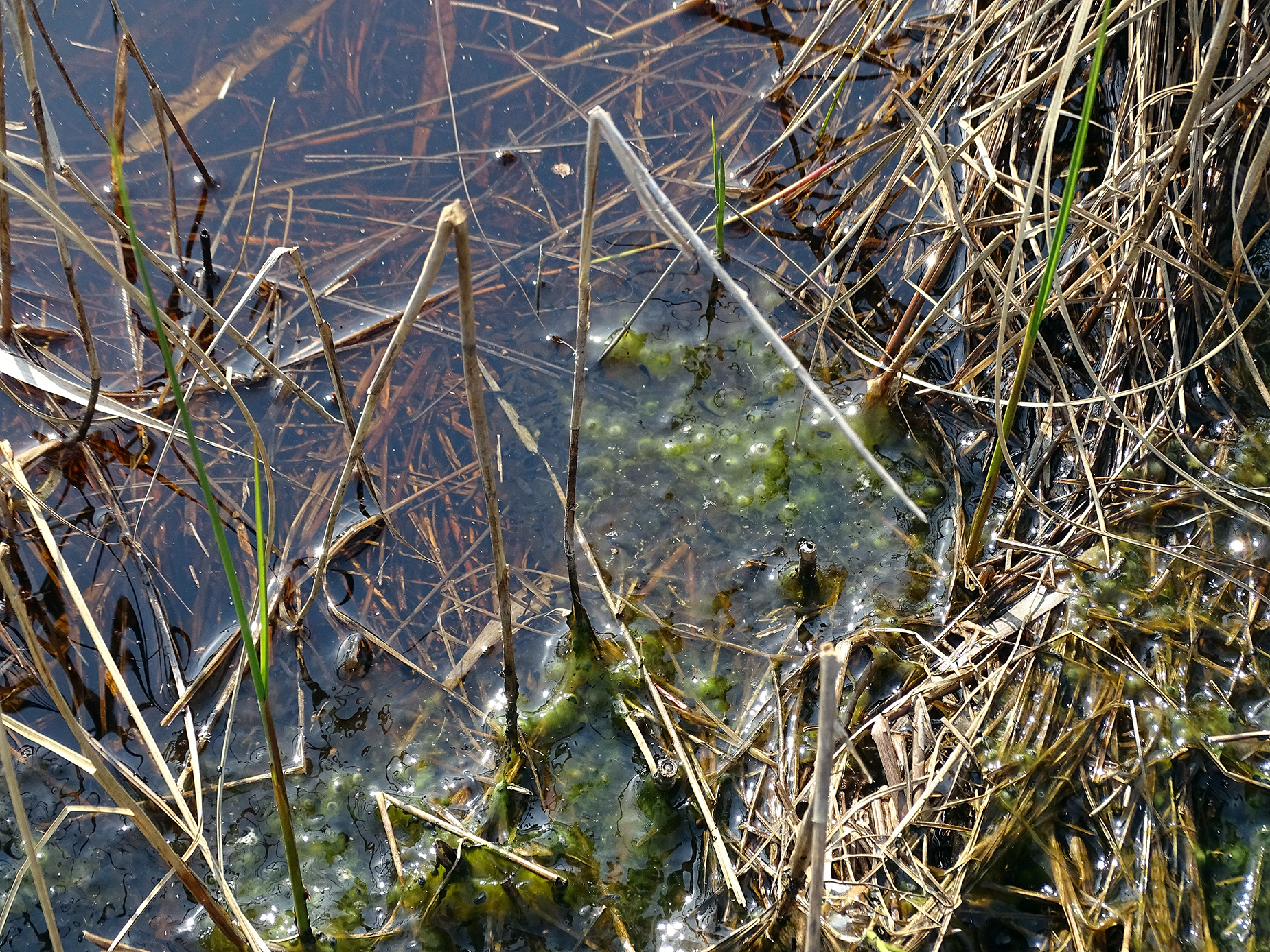 Болото воняет. Биотоп болота. Растение которые в водоёме в болотах. Биотопы отечественных водоёмов. Весенний период болот.