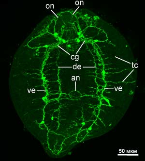 Серотонинергическая нервная система метацеркарии Diplostomum pseudospathaceum