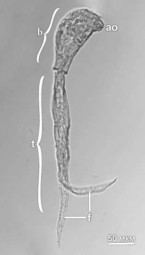Церкария Diplostomum pseudospathaceum